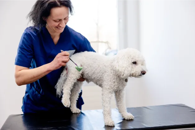 tierklinik-oberhaching-neurologie-ct