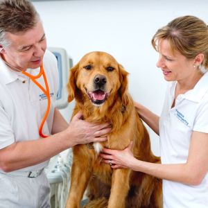 tierklinik-oberhaching-leistungen