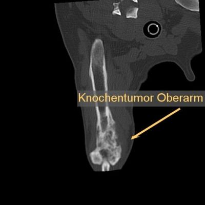 ct-knochentumor-hund