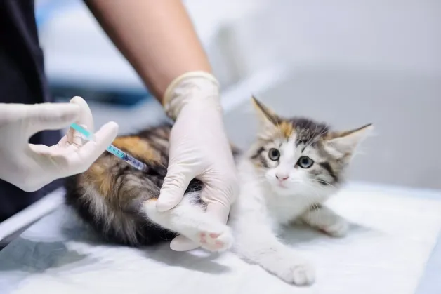 tierklinik-oberhaching-vorsorge-impfungen-katze