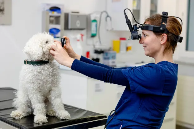 tierklinik-oberhaching-augenuntersuchung-ophthalmoskopie