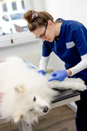 tierklinik-oberhaching-dermatologie-untersuchung