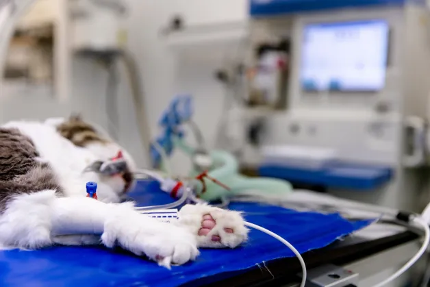 tierklinik-oberhaching-notdienst-op