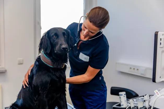 tierklinik-oberhaching-untersuchung-innere-medizin