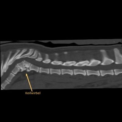 tierklinik-oberhaching-ct-keilwirbel-laengsschnitt