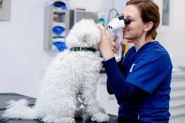 tierklinik-oberhaching-augenuntersuchung-augenklinik