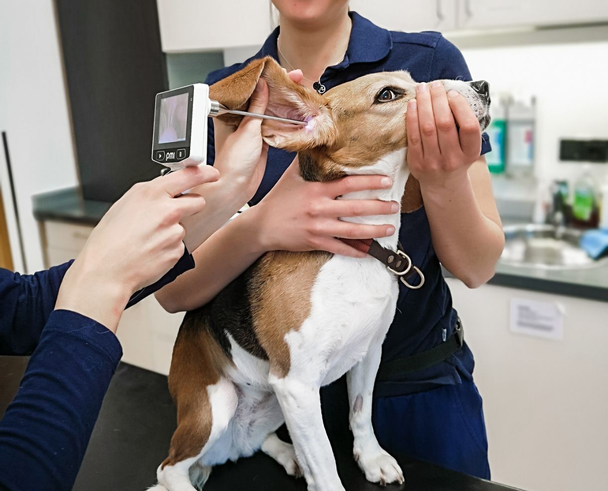 tierklinik-oberhaching-dermatologie