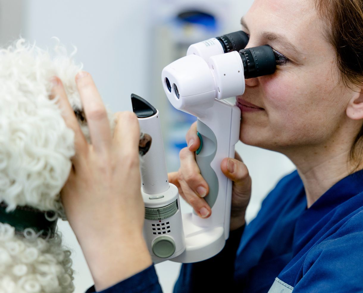 tierklinik-oberhaching-augenklinik