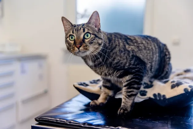 tierklinik-oberhaching-tierkrankenversicherung-katze