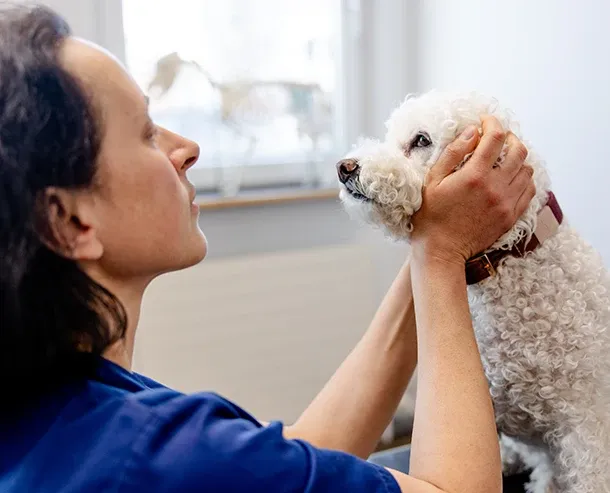 tierklinik-oberhaching-neurologie