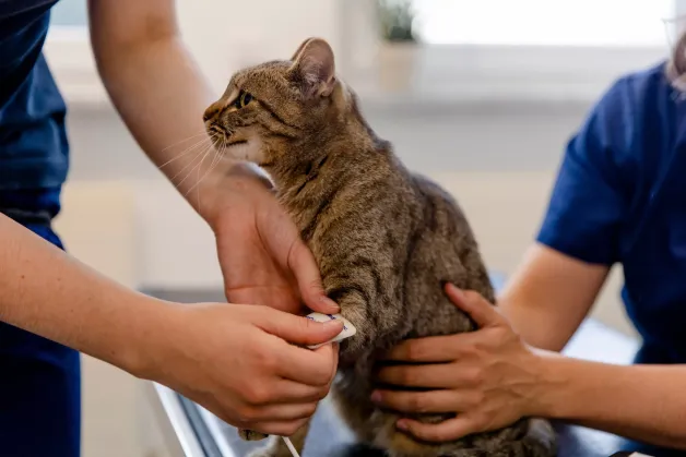 tierklinik-oberhaching-vorsorge-untersuchung-katze