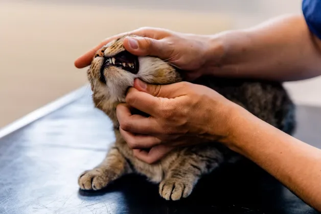 tierklinik-oberhaching-zahnpflege