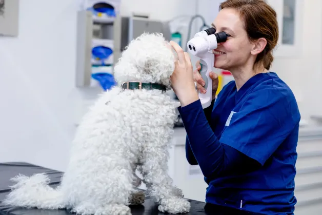 tierklinik-oberhaching-augenklinik-augenerkrankungen