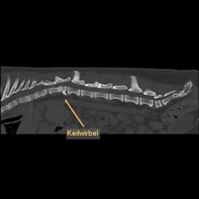 tierklinik-oberhaching-ct-keilwirbel