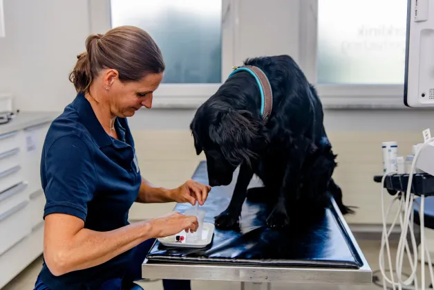 tierklinik-oberhaching-vorsorge-untersuchung-hund