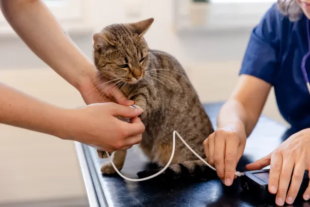 tierklinik-oberhaching-vorsorge-katze