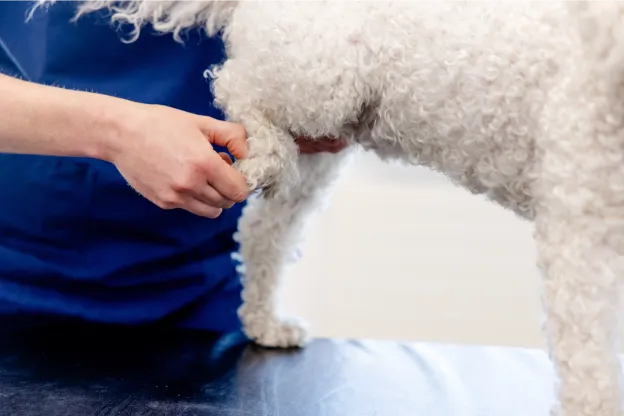 tierklinik-oberhaching-neurologie-mrt