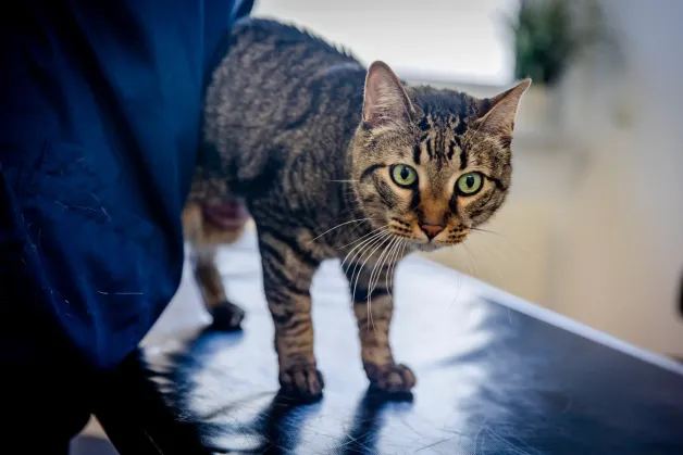 tierklinik-oberhaching-tierkrankenversicherung-katze