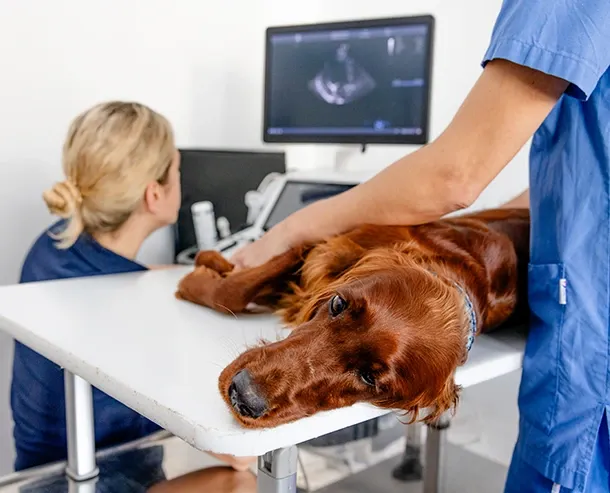 tierklinik-oberhaching-kardiologie