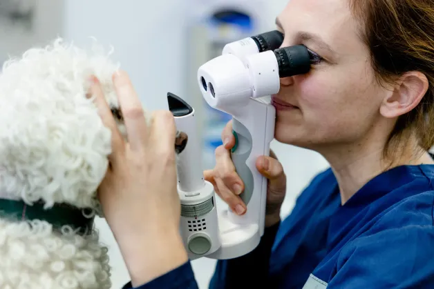 tierklinik-oberhaching-augenuntersuchung-spaltlampenuntersuchung